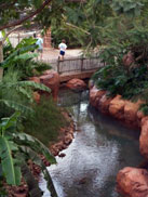 Beautiful Landscape at the Animal Kingdom Lodge