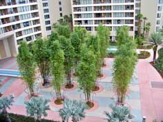 Courtyard at Disney's Bay Lake Tower