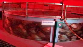 Fish Farming demonstration at The Land Pavilion in Epcot