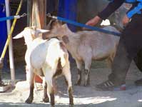 Affection Station at Disney's Animal Kingdom.