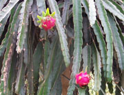 Flowering cactus at Epcot