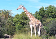 Giraffe outside in the Savanna