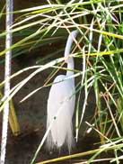 Bird at The Oasis in Disney's Animal Kingdom