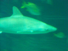 Shark in te Aquarium at the Seas with Nemo and Friends