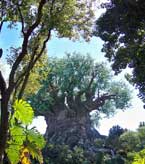 The Tree of life at Disney's Animal Kingdom.