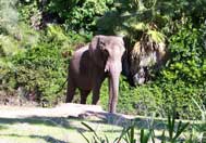 Kilimanjaro Safari Attraction At Disney's Animal Kingdom