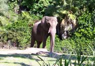 Kilimanjaro Safari Attraction At Disney's Animal Kingdom