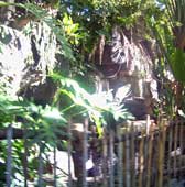 The Oasis at Disney's Animal Kingdom