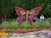 Butterfly topiary at the Butterfly Garden near Test Track in Future World