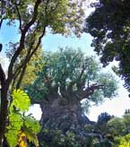 The Tree of Life at Disney's Animal Kingdom.